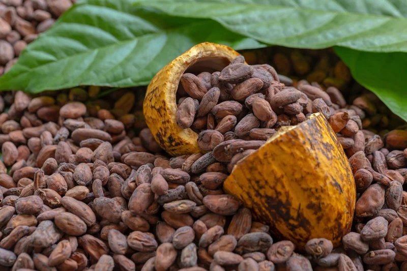Produksi Kakao Indonesia Anjlok! Gara-Gara Iklim dan Pohon Uzur, Bukan Petani Malas Kakao